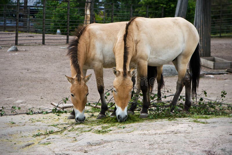 Przewalski S Horses Eating at Zoo Stock Photo Image of leaves, color