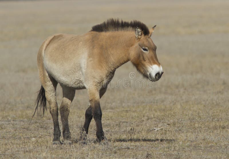 Przewalski's koń w jesień stepie. zdjęcia royalty free Przewalski's koń w jesień stepie. zdjęcia royalty free