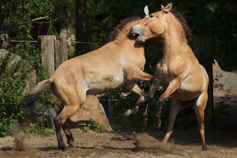 Przewalskii do ferus do Equus do cavalo do ` s de Przewalski fotografia de stock Przewalskii do ferus do Equus do cavalo do ` s de Przewalski fotografia de stock