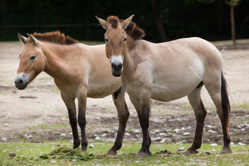 Przewalskii ferus Equus лошади ` s Przewalski стоковая фотография rf Przewalskii ferus Equus лошади ` s Przewalski стоковая фотография rf