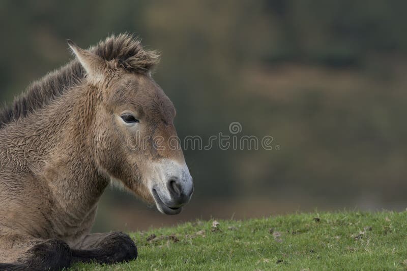Przewalskipaard, Equus-ferusprzewalskii, portretten stock fotografie Przewalskipaard, Equus-ferusprzewalskii, portretten stock fotografie