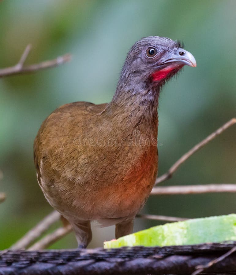 przewodzić chachalaca szarość zdjęcia royalty free przewodzić chachalaca szarość zdjęcia royalty free