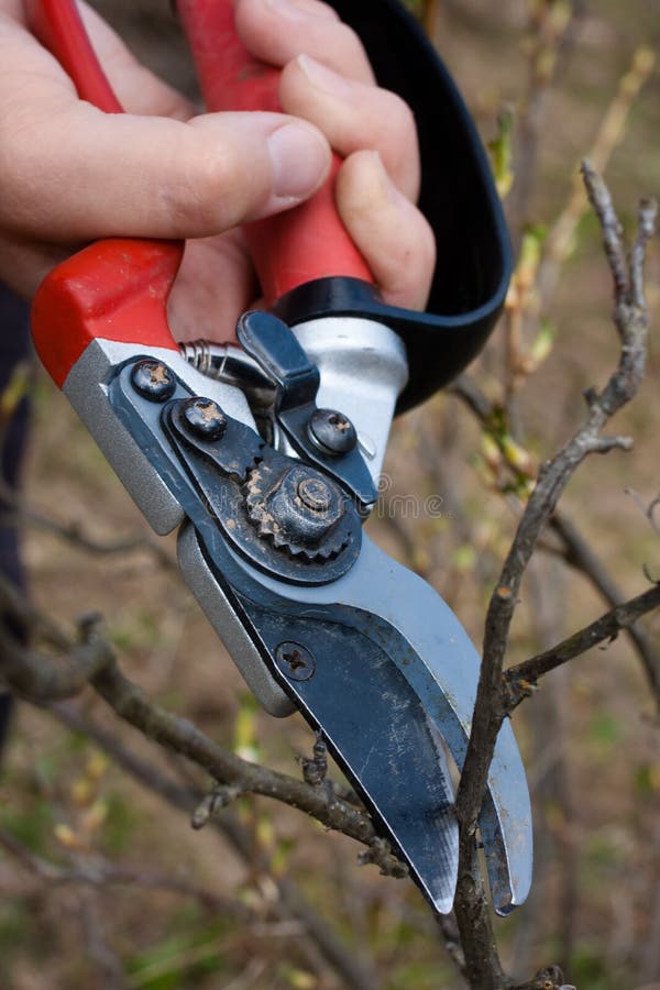 Przycinać czarnego prąd secateurs zdjęcia royalty free Przycinać czarnego prąd secateurs zdjęcia royalty free