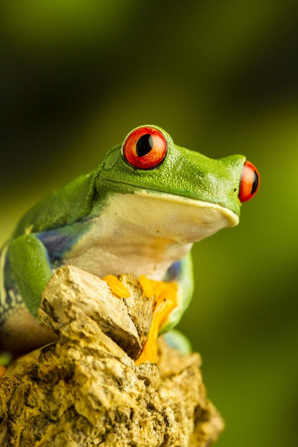 Przyglądająca się Zielona Drzewna żaba (Agalychnis callidryas) obrazy stock Przyglądająca się Zielona Drzewna żaba (Agalychnis callidryas) obrazy stock