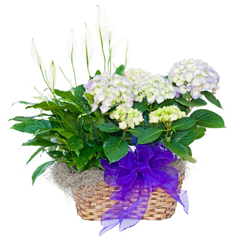 Hydrangea and peace lily flower sympathy arrangement isolated on white. Hydrangea and peace lily flower sympathy arrangement isolated on white