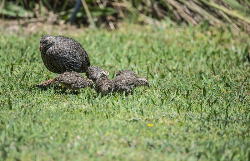 Przylądka spurfowl lub przylądka francolin Pternistis capensis z 3 juveniles furażuje na zielonej trawie, obraz royalty free Przylądka spurfowl lub przylądka francolin Pternistis capensis z 3 juveniles furażuje na zielonej trawie, obraz royalty free
