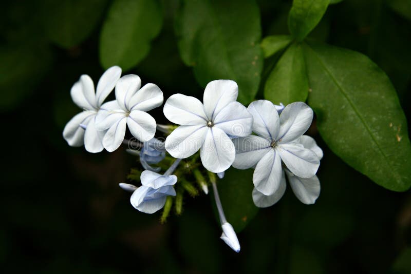 przylądek auriculata blisko leadwort plumbago. obraz stock przylądek auriculata blisko leadwort plumbago. obraz stock