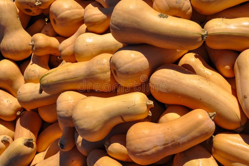 Przyrodni Butternut kabaczek zdjęcia stock Przyrodni Butternut kabaczek zdjęcia stock