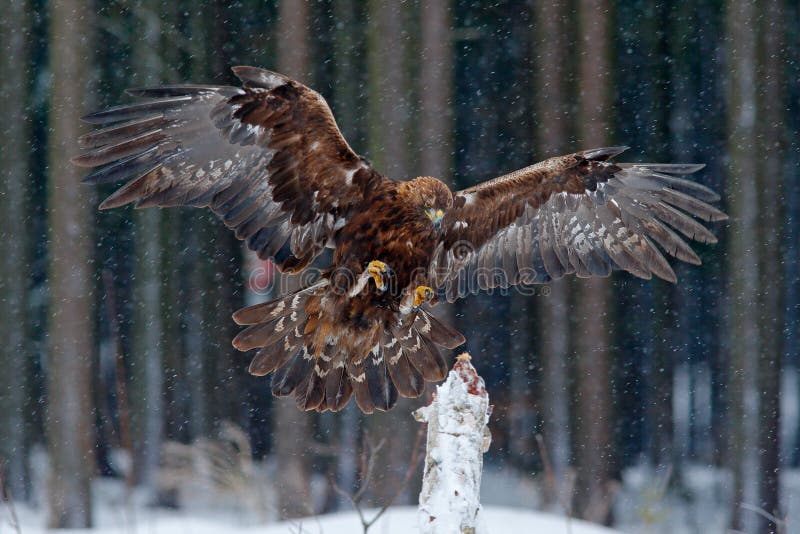 Wildlife scene from wild nature. Flying birds of prey golden eagle with large wingspan, photo with snow flake during winter. Wildlife scene from wild nature. Flying birds of prey golden eagle with large wingspan, photo with snow flake during winter.