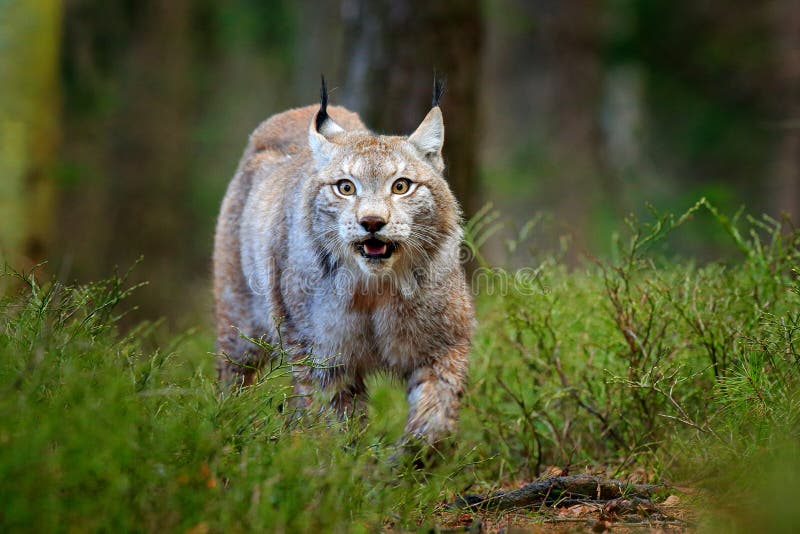 Przyrody scena od natury Chodzący Eurazjatycki ryś, zwierzęcy zachowanie w siedlisku Dziki kot od Niemcy Dziki ryś rudy między tr