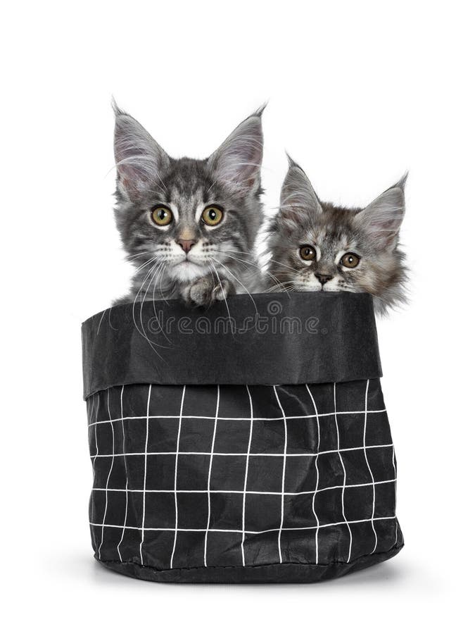 Przystojna śliczna i uśmiechnięta błękitna tabby Maine Coon kota figlarka, Odosobniona na białym tle. Dwa dziecka śliczny tortie i błękitny tabby Maine Coon kot kocimy się w czarnej papierowej torbie, patrzeje nad krawędzią z pomarańcze, brązu oczami/kamera Jeden łapa nad krawędzią pojedynczy białe tło