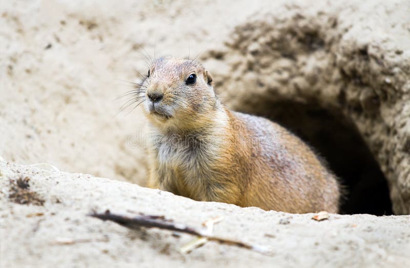 Prairie dog coming out from burrow - horizontal. Prairie dog coming out from burrow - horizontal