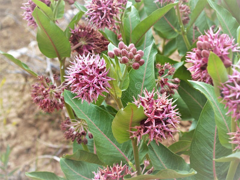 Prålig Milkweed i den Utah öknen fotografering för bildbyråer Prålig Milkweed i den Utah öknen fotografering för bildbyråer