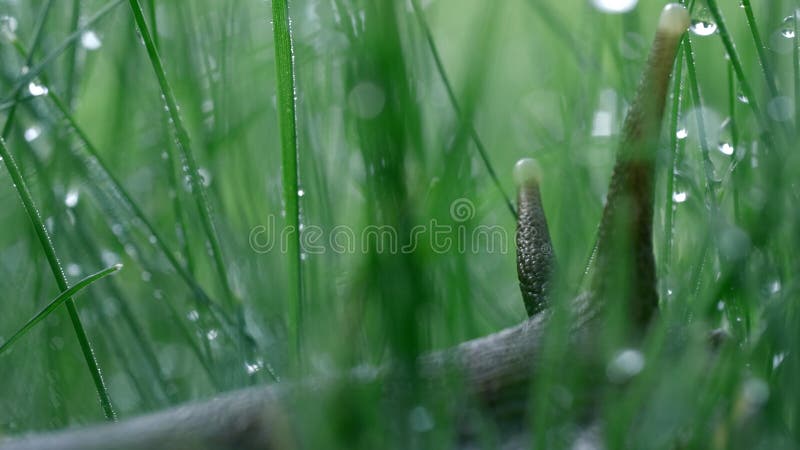Près d'un escargot parmi l'herbe avec gouttes d'eau liquide. créatif. mignon escargot dans une prairie d'été avec la rosée matinal photo libre de droits
