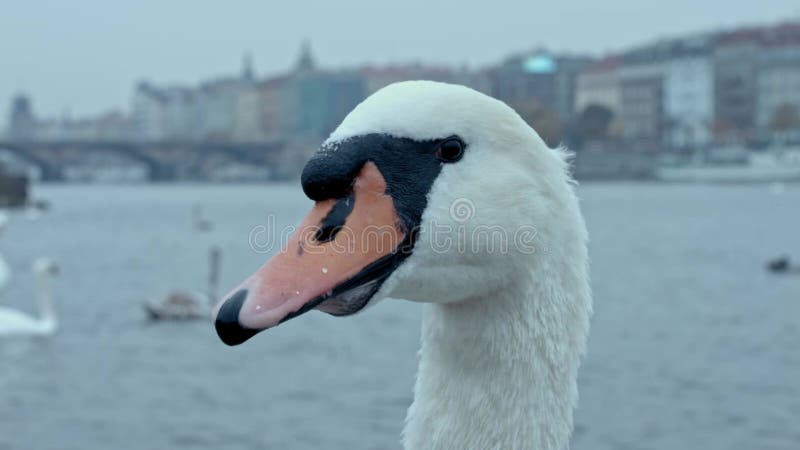 Près de la tête d'un cygne flottant sur la rivière le talus de la rivière au milieu de la ville banque de vidéos