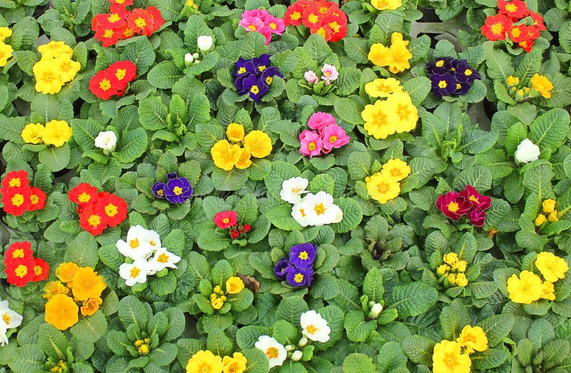 Pré avec des primevères au printemps photos stock Pré avec des primevères au printemps photos stock
