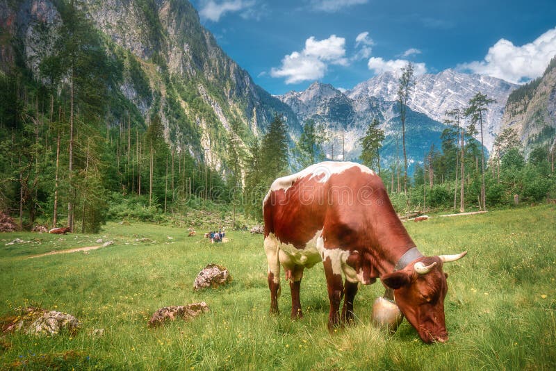 Pré avec des vaches en parc national de Berchtesgaden image libre de droits Pré avec des vaches en parc national de Berchtesgaden image libre de droits