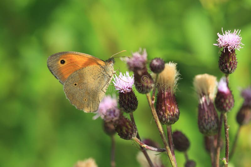 Download Pré Brown image stock. Image du nature, épineux, papillon - 76089235