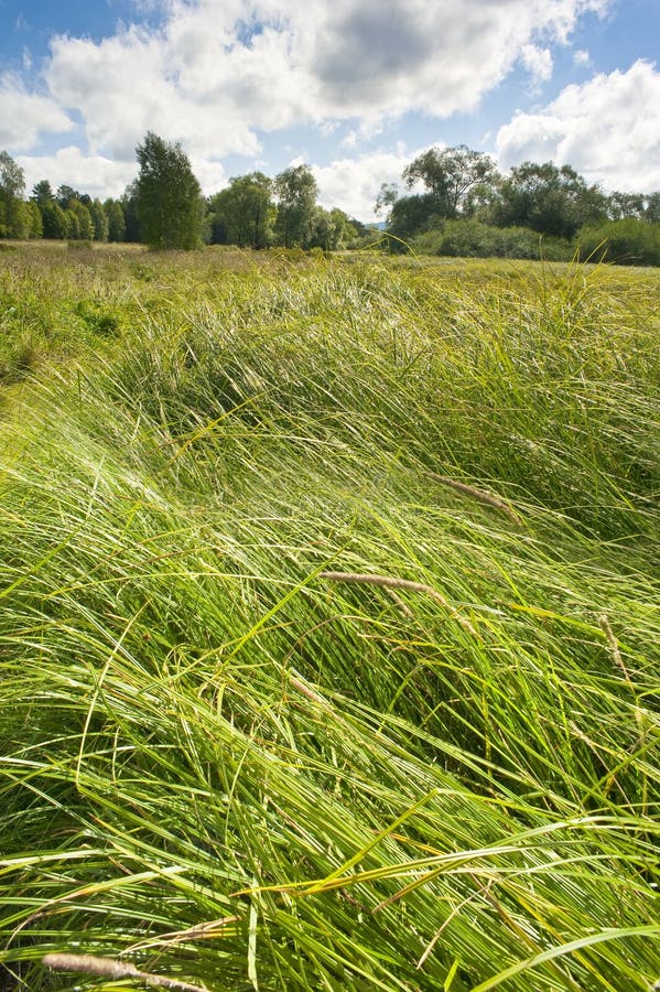 Pré d'été avec la haute herbe photos stock Pré d'été avec la haute herbe photos stock