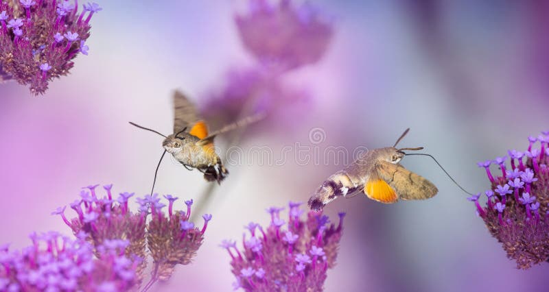 Pré d'été avec les pavots et le Hawk Moths Hummingbirds rouges photo libre de droits Pré d'été avec les pavots et le Hawk Moths Hummingbirds rouges photo libre de droits