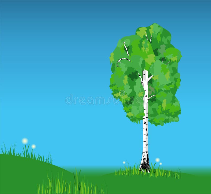 Pré de bouleau au printemps illustration libre de droits Pré de bouleau au printemps illustration libre de droits