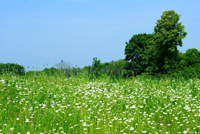 Spring meadow with camomile flowers. Spring meadow with camomile flowers.