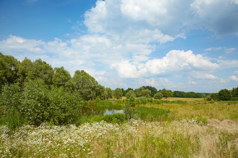 Pré et un lac dans les bois images stock Pré et un lac dans les bois images stock