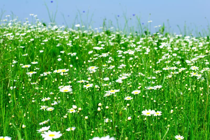 Spring meadow with camomile flowers. Spring meadow with camomile flowers.