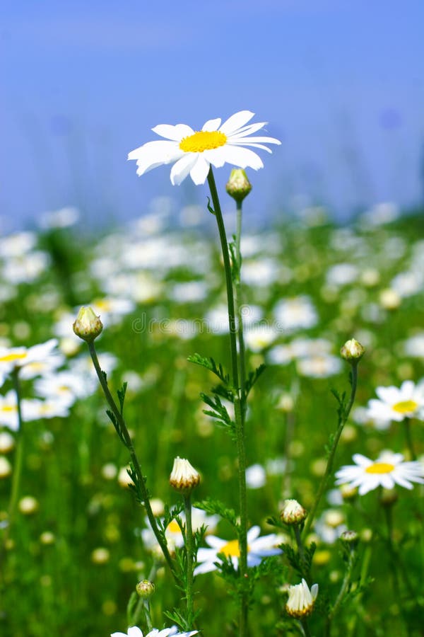 Spring meadow with camomile flowers. Spring meadow with camomile flowers.