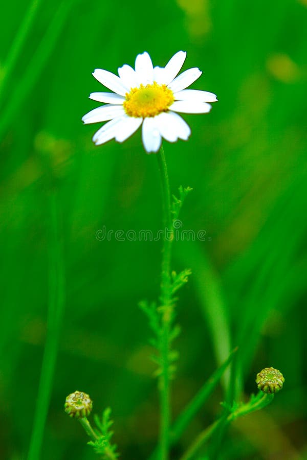 Spring meadow with camomile flowers. Spring meadow with camomile flowers.