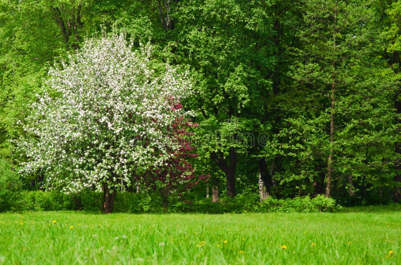 Pré luxuriant de pommiers d'arbre fleurissant au printemps photos libres de droits Pré luxuriant de pommiers d'arbre fleurissant au printemps photos libres de droits