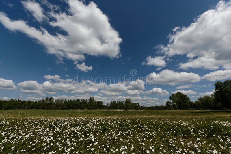 Pré vert sous le ciel bleu avec des nuages photographie stock Pré vert sous le ciel bleu avec des nuages photographie stock