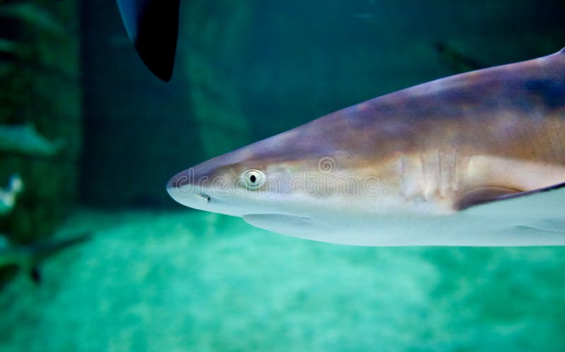 Prédateur supérieur de requin du récif photo libre de droits Prédateur supérieur de requin du récif photo libre de droits