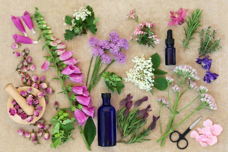 Préparation des fleurs et des herbes médicinales photo stock Préparation des fleurs et des herbes médicinales photo stock