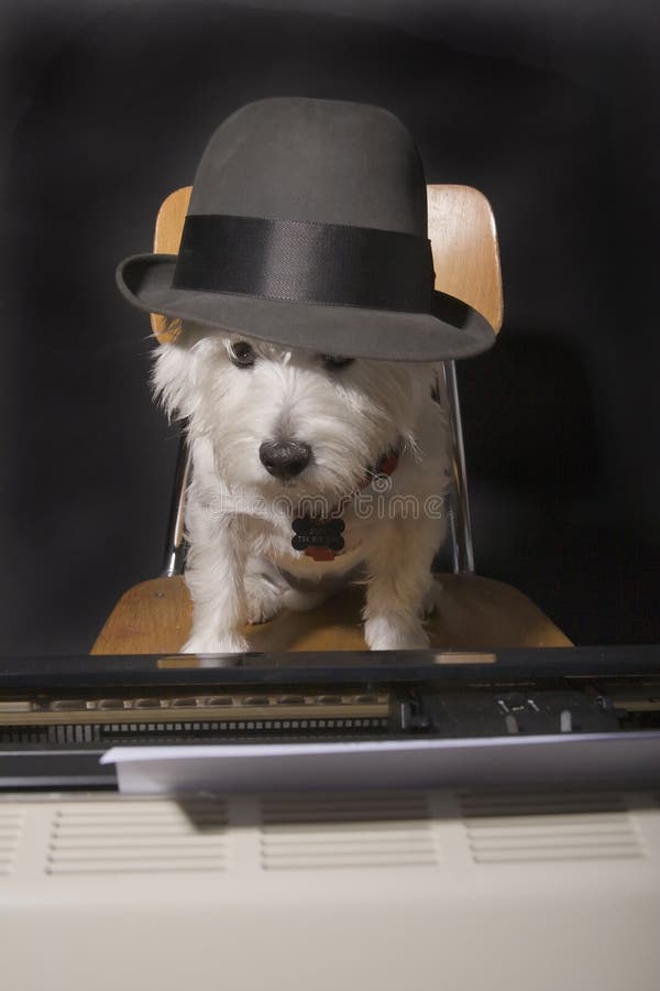 West Highland Terrier wearing a man's hat sitting on a chair in front of a typewriter. West Highland Terrier wearing a man's hat sitting on a chair in front of a typewriter