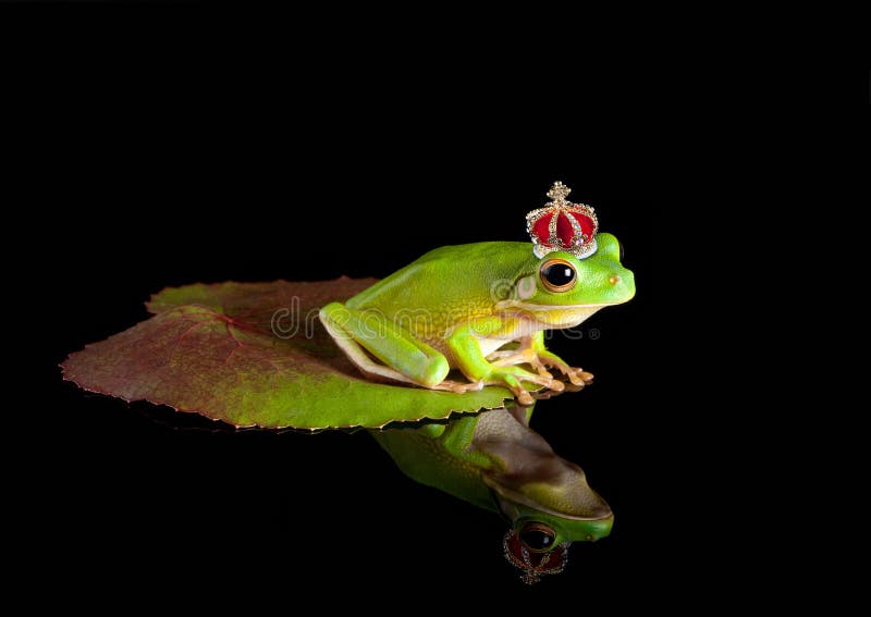 Príncipe de la rana en la hoja fotografía de archivo libre de regalías Príncipe de la rana en la hoja fotografía de archivo libre de regalías