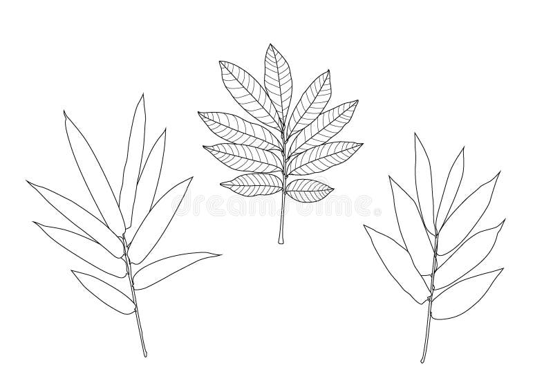 Prążkowani deseniowi liście są bukietem świeżym ilustracji