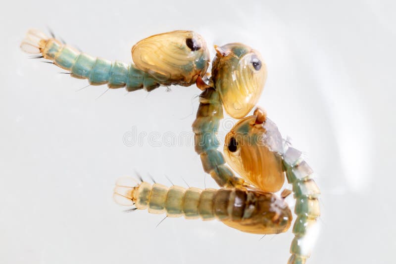 PS delle anofeli è le specie di zanzara nel dittero di ordine, PS delle anofeli In acqua fotografia stock PS delle anofeli è le specie di zanzara nel dittero di ordine, PS delle anofeli In acqua fotografia stock