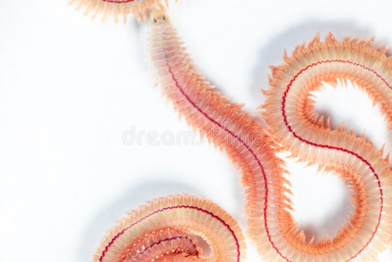 PS di Perinereis del verme della sabbia è le stesse specie del Polychaete dei polichetti fotografia stock