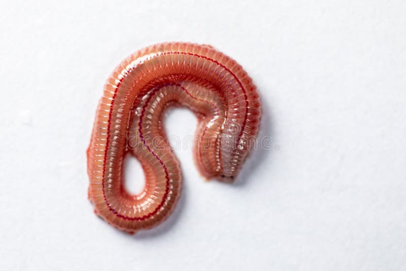 PS di Perinereis del verme della sabbia è le stesse specie del Polychaete dei polichetti fotografia stock
