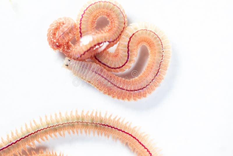 PS di Perinereis del verme della sabbia è le stesse specie del Polychaete dei polichetti fotografie stock