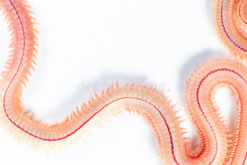 PS di Perinereis del verme della sabbia è le stesse specie del Polychaete dei polichetti fotografia stock