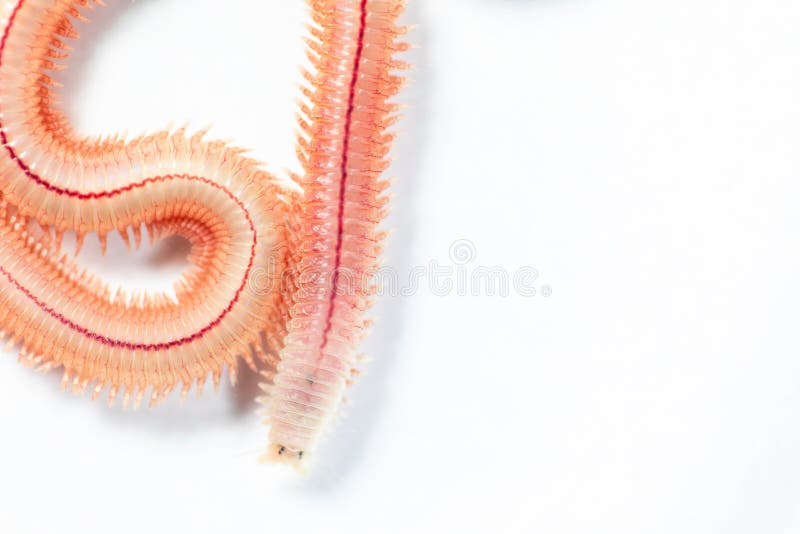 PS di Perinereis del verme della sabbia è le stesse specie del Polychaete dei polichetti immagine stock libera da diritti