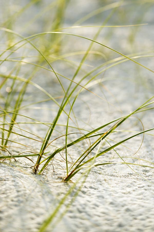 Psamma arenaria fotografie stock Psamma arenaria fotografie stock