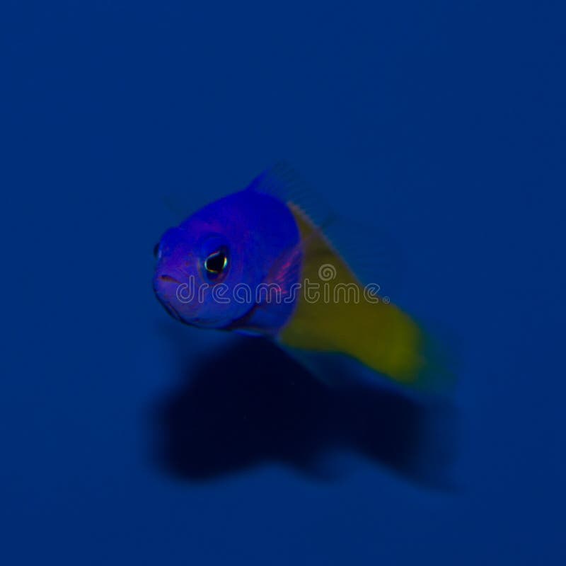 Pseudochromis bicolor imagenes de archivo Pseudochromis bicolor imagenes de archivo