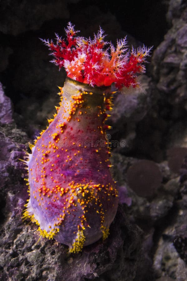 Pseudocolochirus tricolor Paracucumaria tricolor.