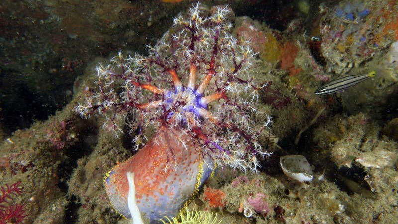 Pseudocolochirus violaceus or Red Sea Apple