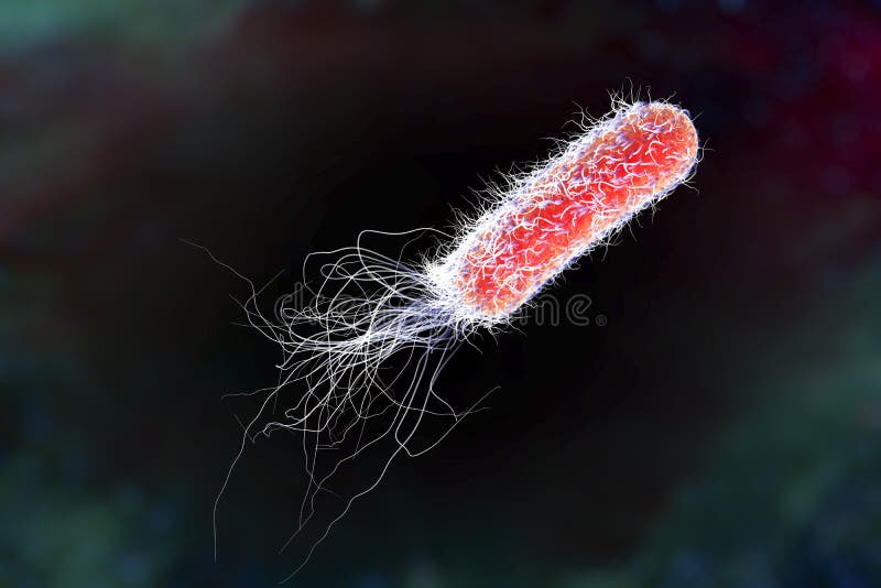 Resultado de imagen para pseudomonas aeruginosa