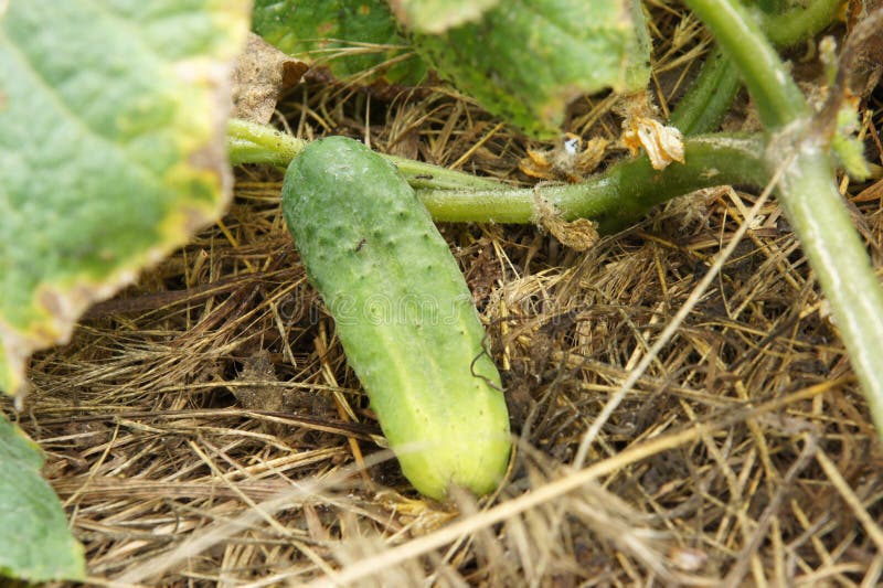 Pepino planta es un danado de acuerdo a un parásito.