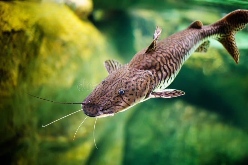Pseudoplatystoma tigrinum fish, the tiger sorubim long whiskered catfish. Beautiful exotic predator fish against blurred stock photo Pseudoplatystoma tigrinum fish, the tiger sorubim long whiskered catfish. Beautiful exotic predator fish against blurred stock photo